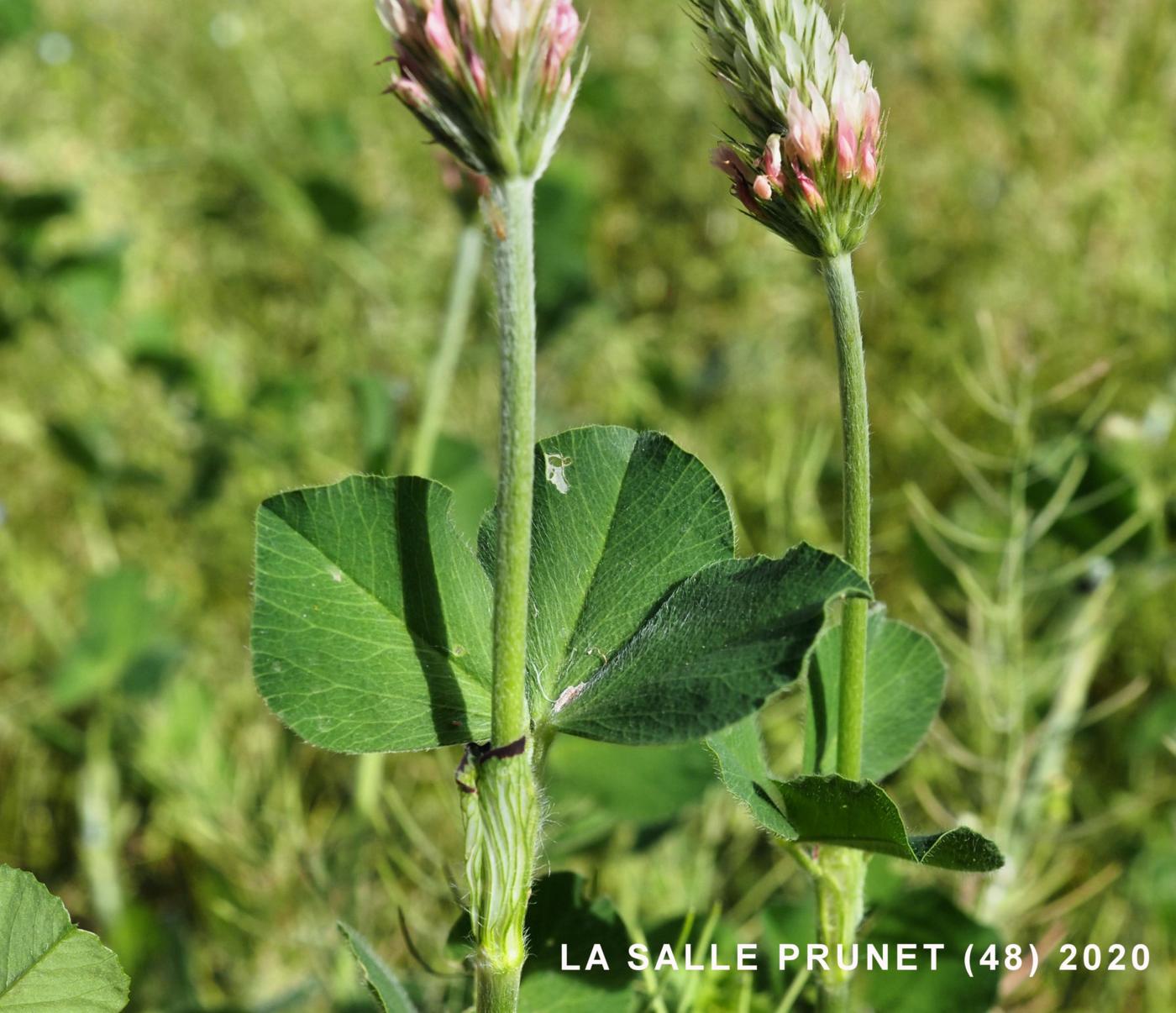 Clover, Long-headed leaf